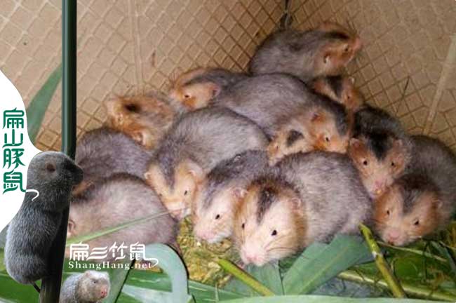 Y銀星 江西批發(fā)竹鼠種苗價(jià)格 江西紅頰竹鼠養(yǎng)殖基地 290元/只