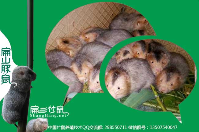 貴州紅頰竹鼠聯(lián)系方式