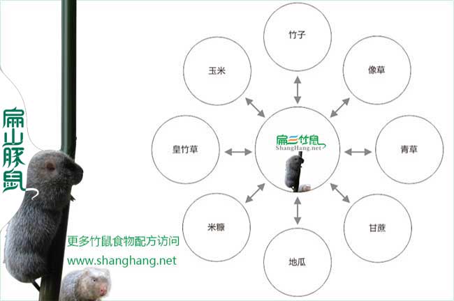 竹鼠食物鏈