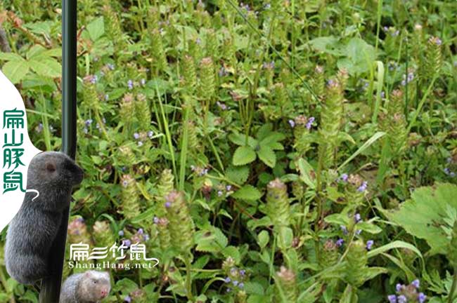 灌陽竹鼠基地