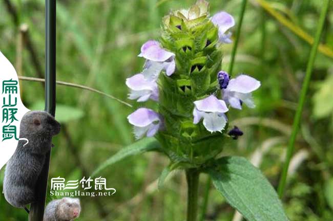 竹鼠腸炎中藥喂夏枯草