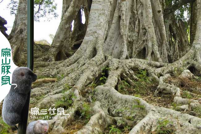 竹鼠吃榕樹(shù)
