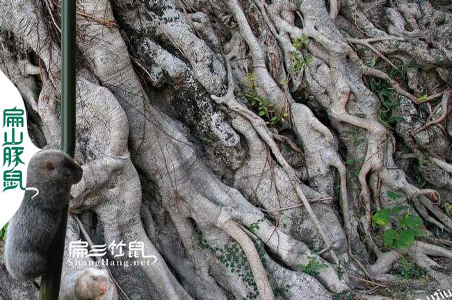 預(yù)防竹鼠腸炎中藥小葉榕