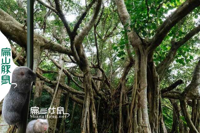 竹鼠小葉榕樹中藥