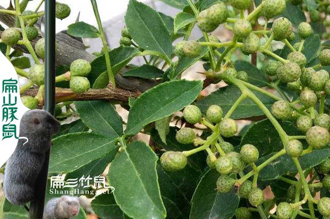 龍巖竹鼠腸炎中藥喂野花椒