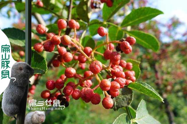 竹鼠中藥