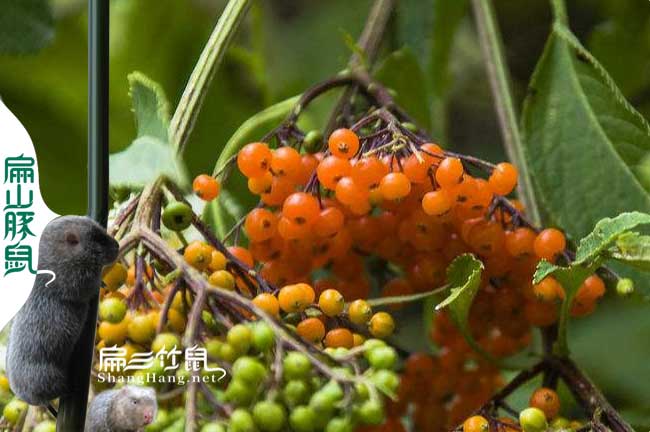 中國竹鼠腸炎中藥喂野花椒