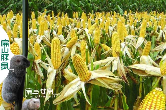 懷化竹鼠苗玉米價(jià)格