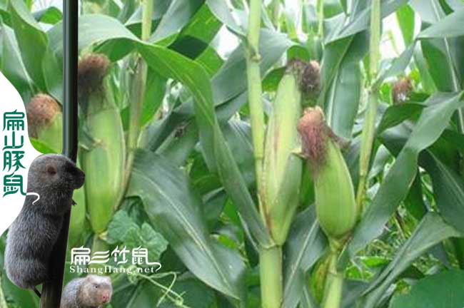 惠州竹鼠種苗批發(fā)