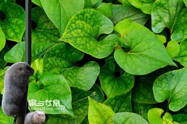 竹鼠腸炎中藥喂魚腥草