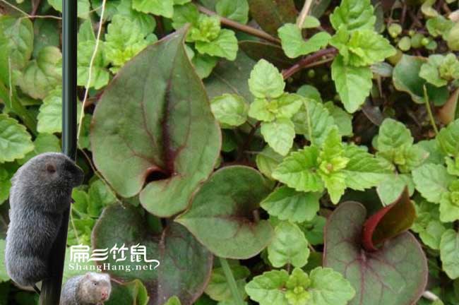云南竹鼠腸炎中藥喂魚腥草