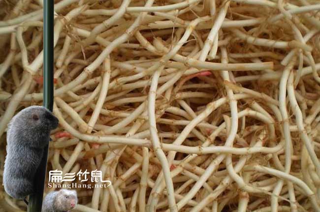 浙江竹鼠腸炎中藥喂魚腥草