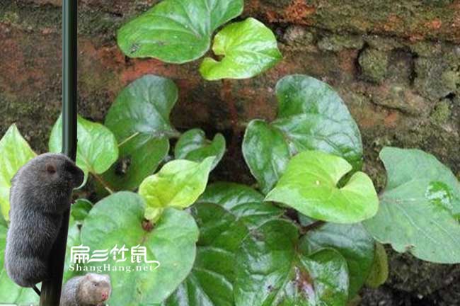 竹鼠吃魚(yú)腥草