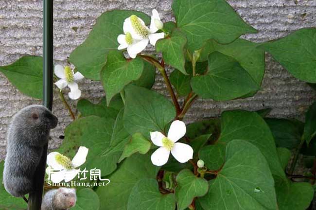 竹鼠腸炎魚(yú)腥草治療方法