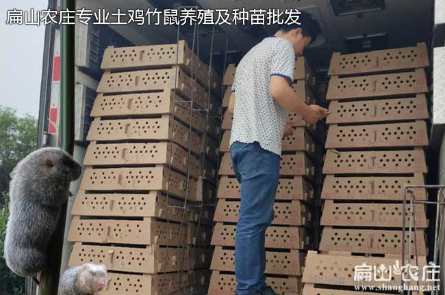 竹鼠種苗到家死了