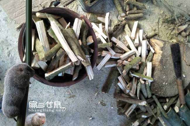 標(biāo)準(zhǔn)惠州韶關(guān)東莞竹鼠養(yǎng)殖場(chǎng) 農(nóng)貿(mào)市場(chǎng)竹鼠種苗基地1對(duì)價(jià)格
