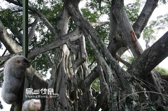 福州竹鼠種苗批發(fā)