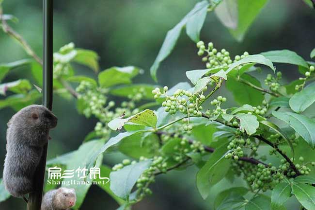怒江竹鼠種苗批發(fā)
