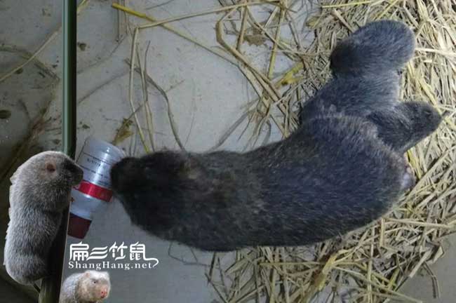 玉龍竹鼠養(yǎng)殖合作社