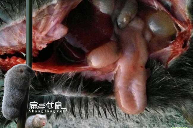 竹鼠胃腸炎治療方法
