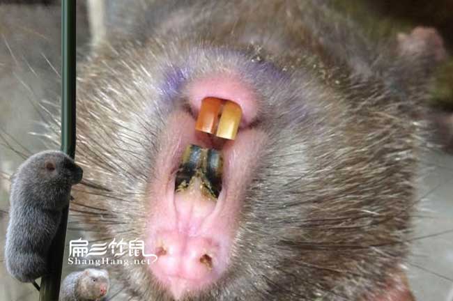 竹鼠養(yǎng)殖技術(shù)牙齒是否過(guò)長(zhǎng)