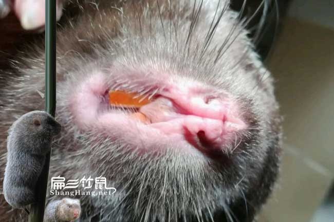 竹鼠養(yǎng)殖技術(shù)牙齒過(guò)長(zhǎng)怎么辦？