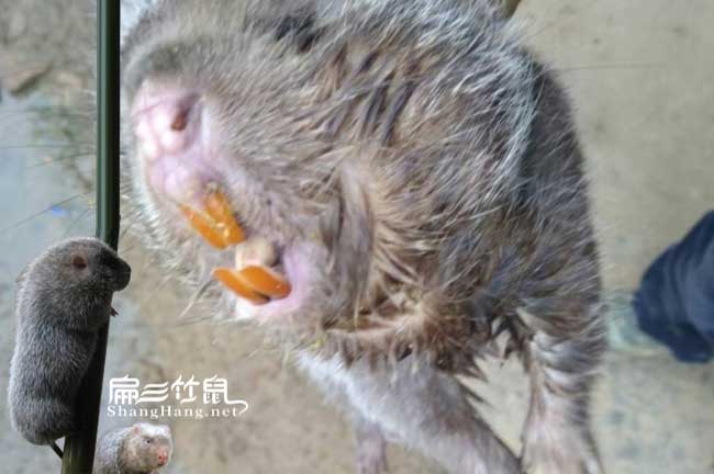 竹鼠口腔炎