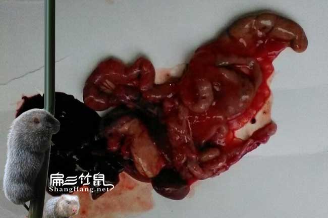 銀星c紅頰竹鼠養(yǎng)殖技術(shù)牙牙齦出血上火怎么辦？