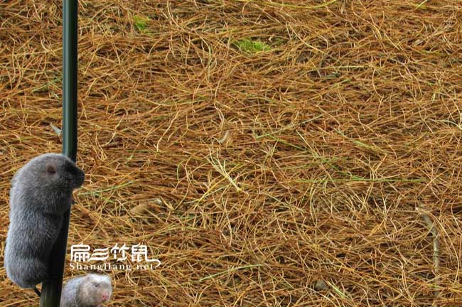 珠海竹鼠養(yǎng)殖合作社
