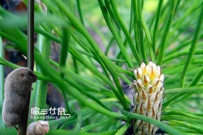 竹鼠中藥