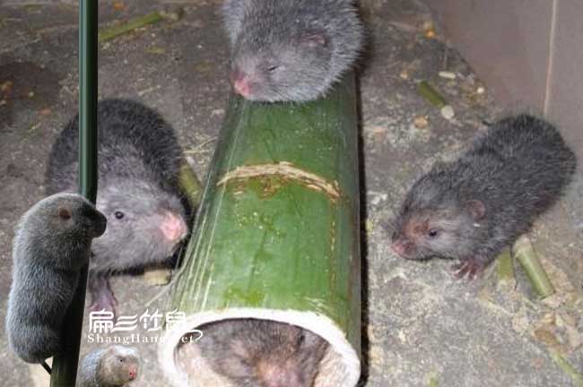 竹鼠運輸技術