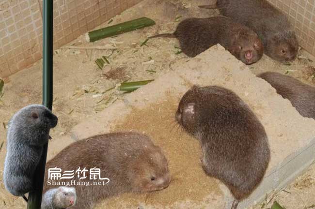 [竹鼠的銷(xiāo)路]廣西浙江賣(mài)到哪里去 商品回收購(gòu)價(jià)格 100元/斤