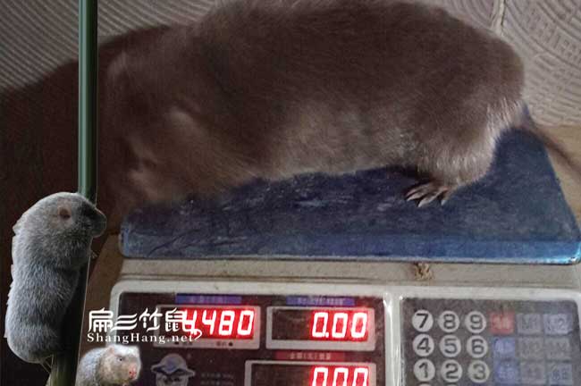 古城竹鼠養(yǎng)殖