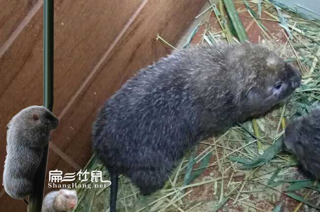 麗江竹鼠養(yǎng)殖合作社