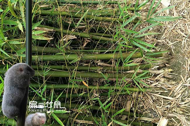 會(huì)澤竹鼠養(yǎng)殖