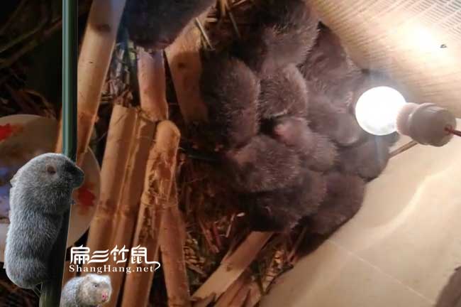 云南中華銀星紅頰江蘇竹鼠種苗陜西市場(chǎng)批發(fā)價(jià) 湖北390/只對(duì)