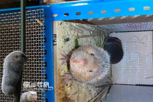 竹鼠因夏天高溫
