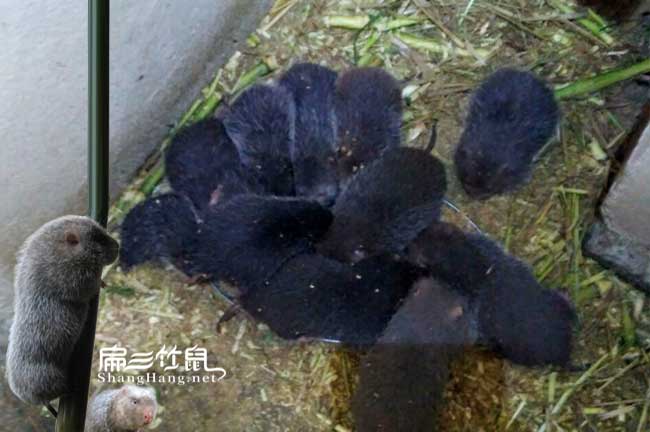 海南三亞竹鼠種苗養(yǎng)殖場(chǎng) 2024竹鼠養(yǎng)殖基地 價(jià)格480元/對(duì)