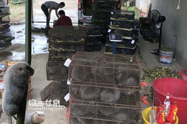 2024年廣西銷(xiāo)路 竹鼠養(yǎng)殖基地政策技術(shù)前景價(jià)格市場(chǎng)分析