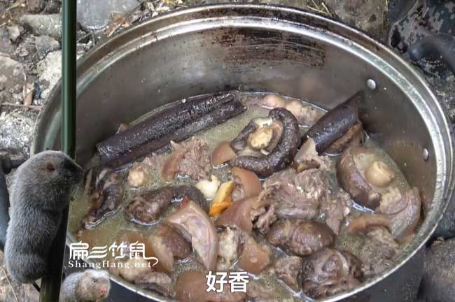 龍崗商品竹鼠批發(fā)
