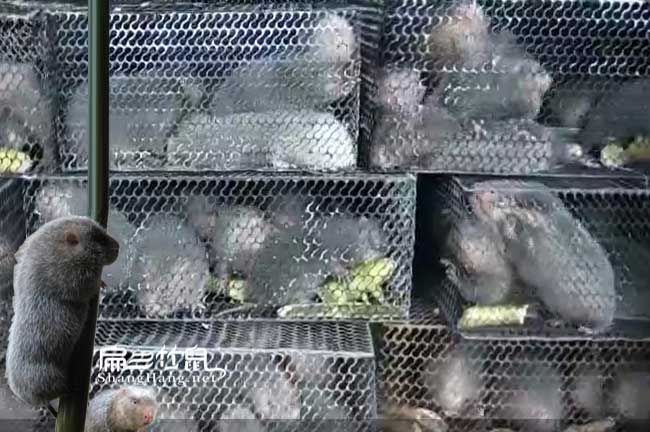 昭通竹鼠種苗批發(fā)