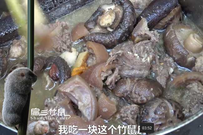 易門竹鼠種苗批發(fā)