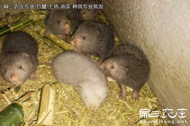 2024竹鼠種苗批發(fā) 廣西云南竹鼠養(yǎng)殖場基地 湖南竹鼠290/只