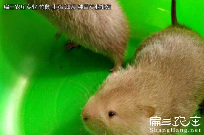 (竹鼠潮濕高溫疾病