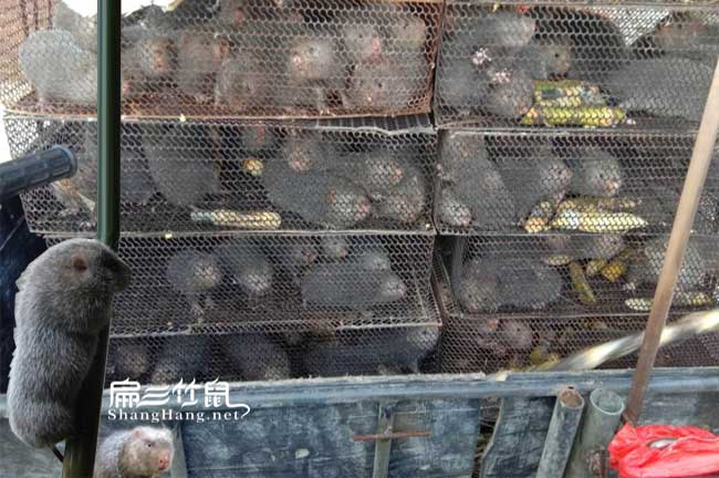 浙江竹鼠種苗發(fā)貨