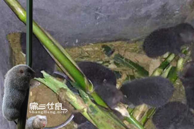 廣東竹鼠養(yǎng)殖場