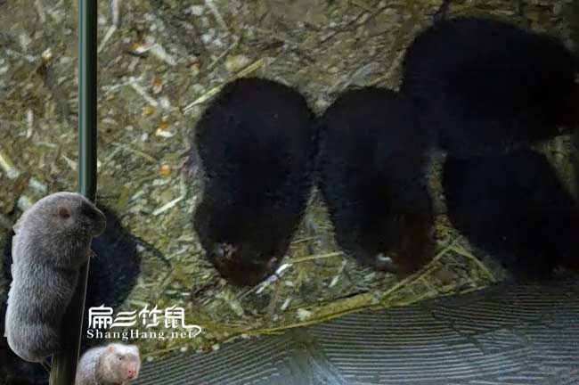 福貢竹鼠種苗批發(fā)