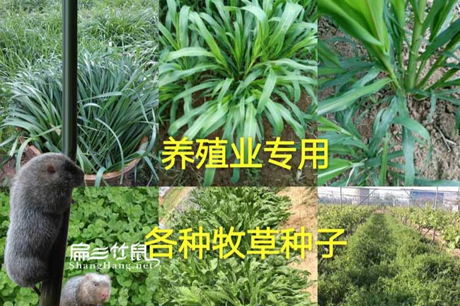預(yù)防竹鼠腸炎中藥