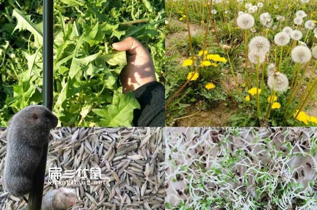 全國竹鼠微信群中藥