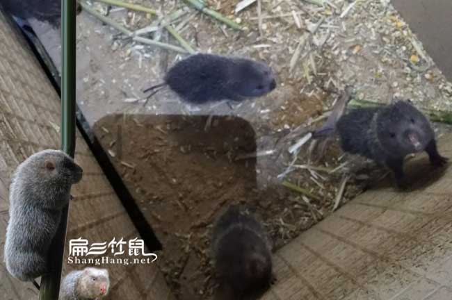 廣西大竹鼠養(yǎng)殖場